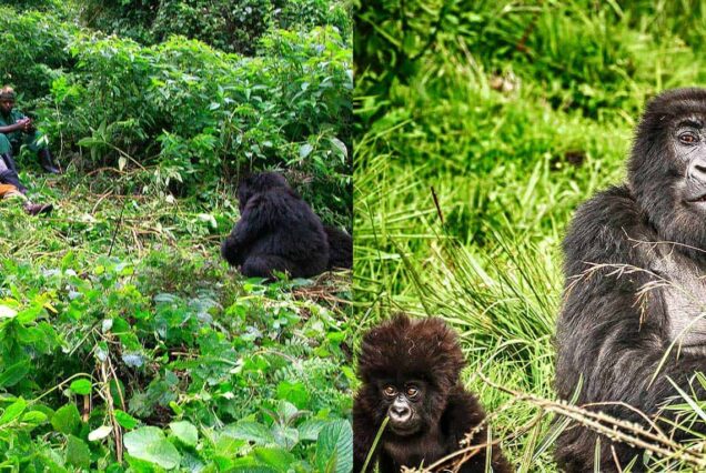 3 Days Bisoke and  Karisimbi Hiking Trip